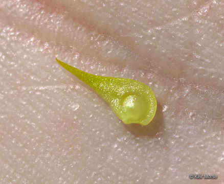 Image of bristly buttercup