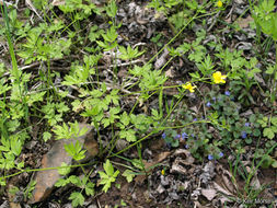 Ranunculus hispidus var. nitidus (Ell.) T. Duncan的圖片