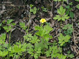 Ranunculus hispidus var. nitidus (Ell.) T. Duncan的圖片