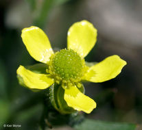 Ranunculus rhomboideus Goldie的圖片