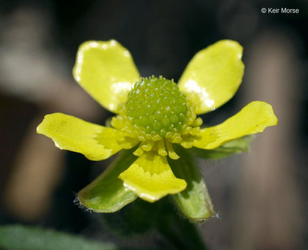 Слика од Ranunculus rhomboideus Goldie