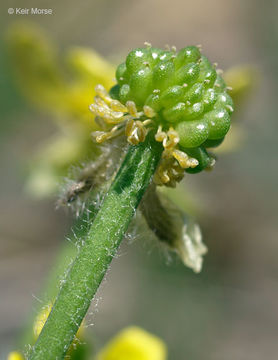 Image de Ranunculus rhomboideus Goldie