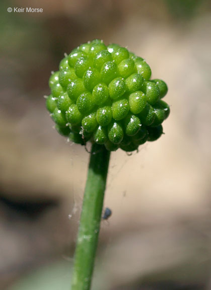 Ranunculus rhomboideus Goldie的圖片