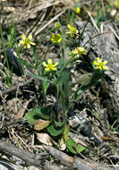 Image of Labrador buttercup