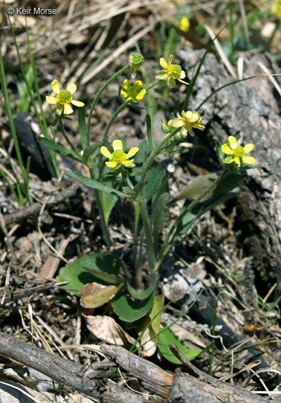 Ranunculus rhomboideus Goldie的圖片