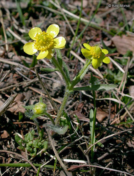 Image de Ranunculus rhomboideus Goldie