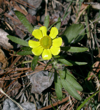 Image de Ranunculus rhomboideus Goldie