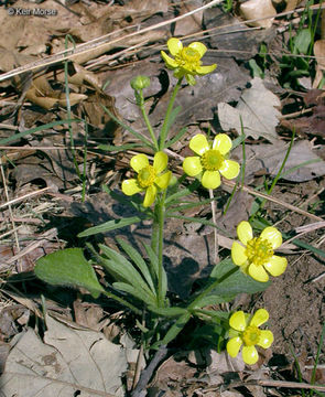 Ranunculus rhomboideus Goldie的圖片