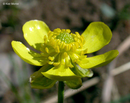 Ranunculus rhomboideus Goldie的圖片