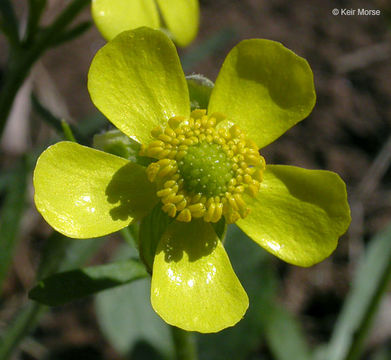 Image of Labrador buttercup