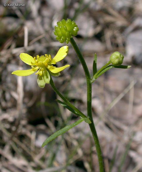 Ranunculus rhomboideus Goldie的圖片