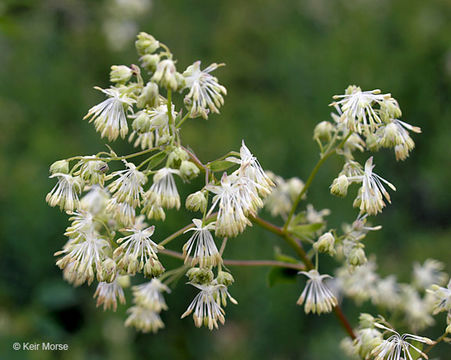 Image of purple meadow-rue