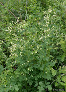 Image of purple meadow-rue