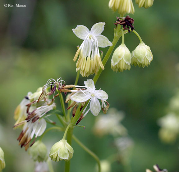 Image of purple meadow-rue