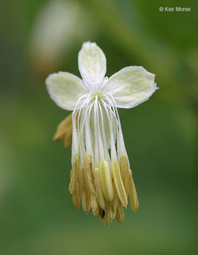 Image de Thalictrum dasycarpum Fisch. Mey. & Ave-Lall.