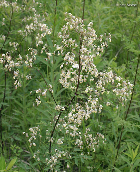 Image of purple meadow-rue