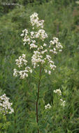 Image of purple meadow-rue