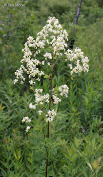 Image de Thalictrum dasycarpum Fisch. Mey. & Ave-Lall.