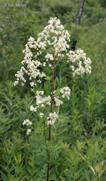 Image of purple meadow-rue