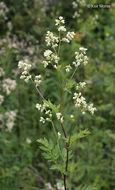 Image of purple meadow-rue