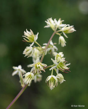 Image of purple meadow-rue