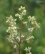 Image of purple meadow-rue