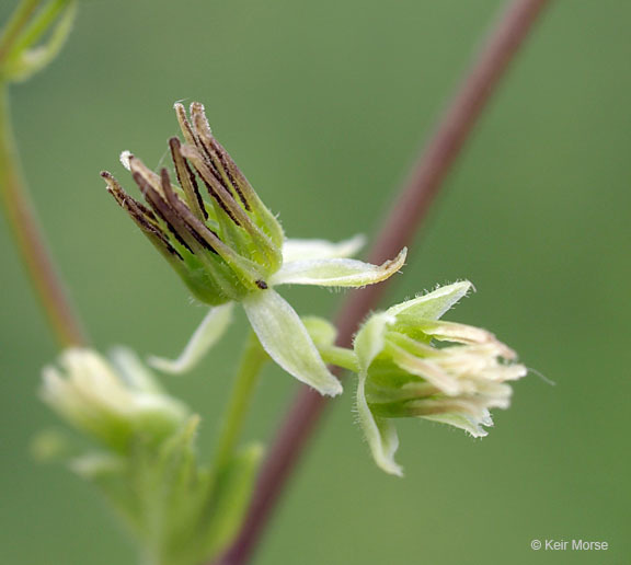 Image of purple meadow-rue