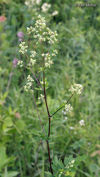 Image de Thalictrum dasycarpum Fisch. Mey. & Ave-Lall.