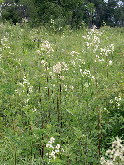 Image of purple meadow-rue