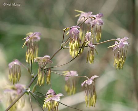 Image de Thalictrum dioicum L.