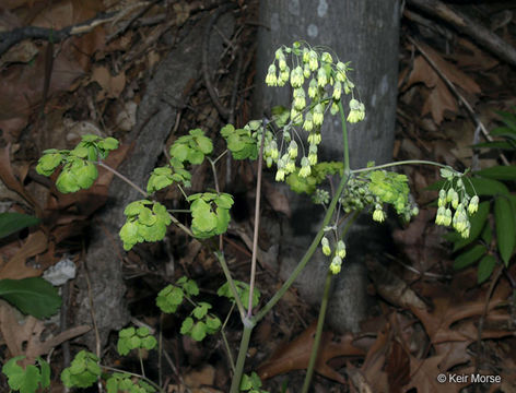 Image of early meadow-rue