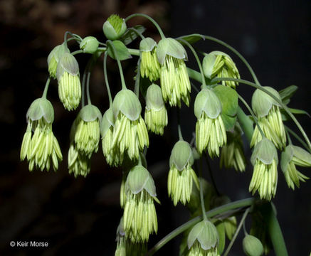 Image of early meadow-rue