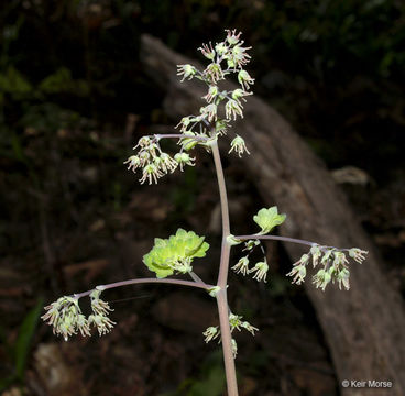 Image of early meadow-rue