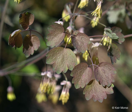 Image of early meadow-rue