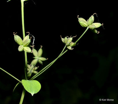 Image of early meadow-rue