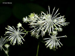 Sivun Thalictrum pubescens Pursh kuva