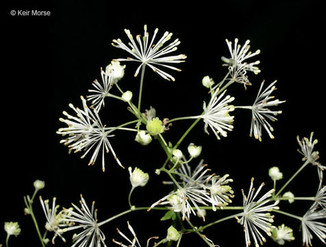 Image of king of the meadow