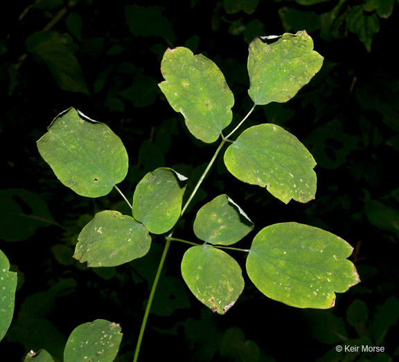 Sivun Thalictrum pubescens Pursh kuva