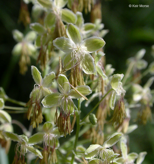 Image of Veiny-Leaf Meadow-Rue