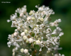 Image of New Jersey tea