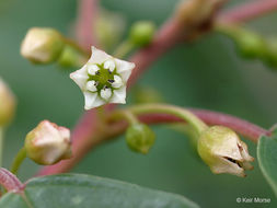 Image of Alder Buckthorn