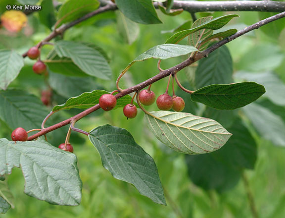 Image of Alder Buckthorn