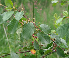 Image of Alder Buckthorn