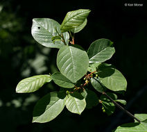 Image of Alder Buckthorn