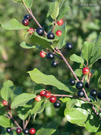 Image of Alder Buckthorn