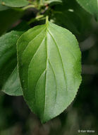 Image of common buckthorn