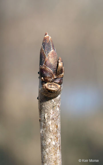 Image of common buckthorn