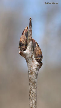 Image of common buckthorn