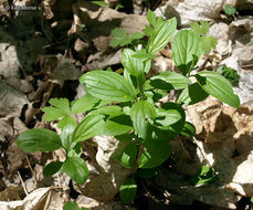 Image of common buckthorn