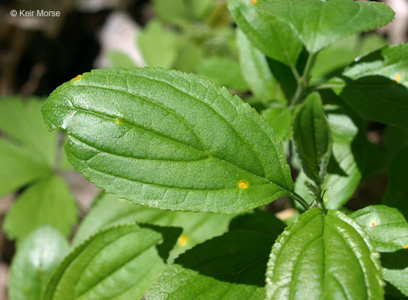 Image of common buckthorn